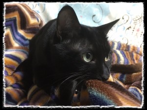 フォトコラム「黒猫にっき」第14巻
